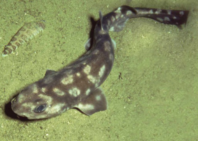 New Shark Subspecies discovered in galapagos