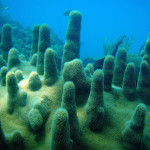 Pillar corals grow upward, forming what looks like fingers or columns. Swimming by these you might get to glimpse their polyps: extended during the day, these polyps give the coral a fuzzy appearance. (Photo credit: NOAA)