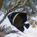 The reefs of Florida Keys National Marine Sanctuary are home to more than 500 species of fish, including young French angelfish like this one. (Photo credit: NOAA)