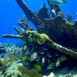 The nine historic ships of the Florida Keys Shipwreck Trail provide sanctuary visitors with an on-site history lesson. The remains of the City of Washington, which ran aground and sank on July 10, 1917, lie on Elbow Reef. Divers can explore the 325-foot-long wreck site and follow the contour of the shipâ€™s hull. (Photo credit: NOAA)