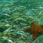 Extensive seagrass beds within sanctuary waters are home to sea stars and manatees alike. (Photo credit: NOAA)
