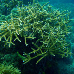 Florida Keys National Marine Sanctuary protects more than 50 species of coral, including the federally-protected staghorn coral. Divers in the sanctuary can help protect these threatened corals by avoiding contact with the reef: even a minor brush with hands or fins can damage these delicate animals. (Photo credit: NOAA)