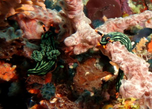 Apo Island
