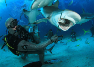 Best Dive Sites in the Bahamas