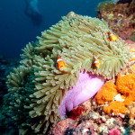 clownfish anemone diver