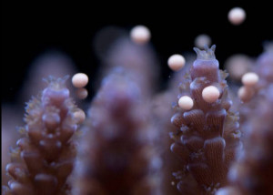 Artificial Insemination for Coral Reefs