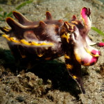 Flamboyant cuttlefish putting on a show for us