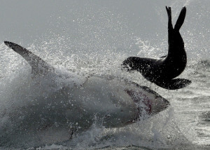 Great White Sharks