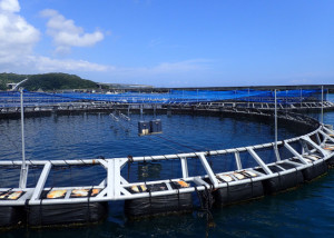 Marine Conservation Efforts in Japan