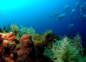 Florida Keys National Marine Sanctuary