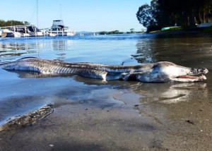 Sea Monster Washes Ashore in Australia