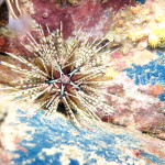 Star sea urchin on a night dive