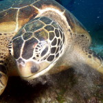 turtle close