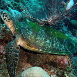 turtle in coral