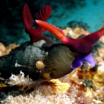 white and red nudi face