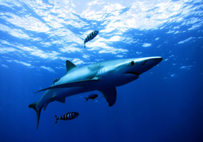 Snorkeling with Blue and Mako Sharks