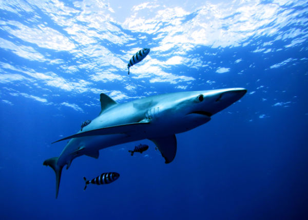 Snorkeling with Blue and Mako Sharks