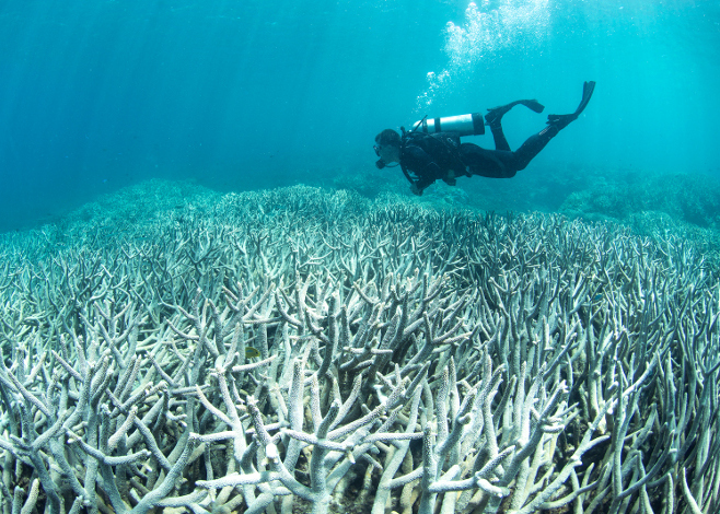 Global Coral Bleaching