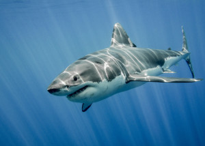 Great White Hunting Behavior