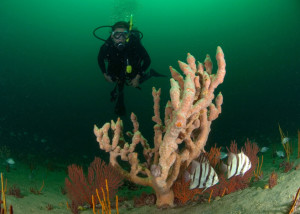 Gray's Reef National Marine Sanctuary