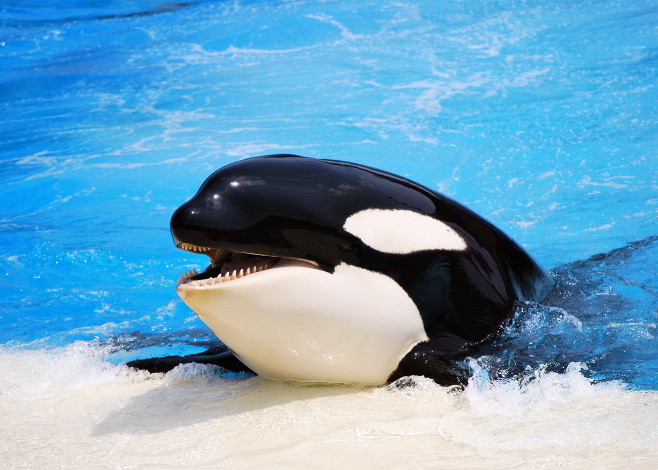 SeaWorld Ends Captive Orca Breeding Program