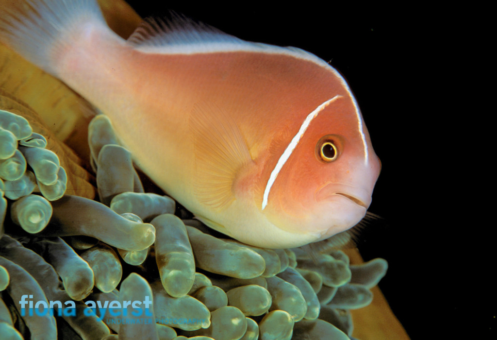 A-good-solid-shot-of-a-clownfish-is-always-a-winner-and-the-60-mm-lens-works-well-to-get-it_web
