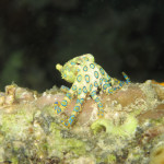 Greater Blue-ringed octopus