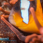 Clownfish tend to their eggs, aerating them to help them grow and prevent diseases.