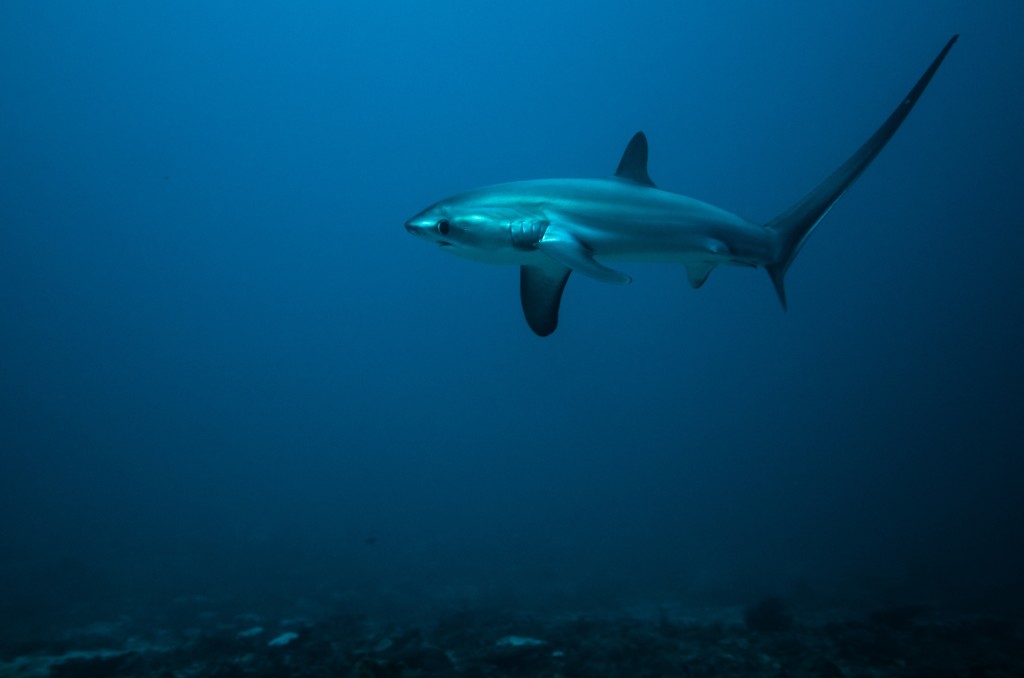 Diving With Thresher Sharks In Malapascua • Scuba Diver Life