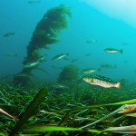 Hover above sub-tidal eelgrass beds with friendly kelp bass when you dive in Monterey Bay National Marine Sanctuary. Eelgrass beds provide refuge for fish and invertebrates that retreat from intertidal areas during low tide, and also serve as vital nursery grounds for numerous marine species. (Photo: NOAA)