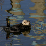 Sea otters are a pivotal marine mammal species native to this region: as predators of kelp-eating invertebrates like sea urchins, they help keep the kelp-forest ecosystem in balance. Observe them â€” making sure to give them plenty of space â€” as they dive to the seafloor in search of prey like sea urchins, mussels and crabs. (Photo: Steve Lonhart/NOAA)