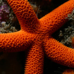 Find brightly colored sea stars and other invertebrates among the rocky-reef habitats common throughout sanctuary waters. Remember â€” itâ€™s always best to enjoy the intricate beauty of a sea star without touching or picking it up. (Photo: Steve Lonhart/NOAA)