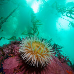 Find beautiful anemones among the rocky reef and kelp forest. Huge swells during the winter can dislodge kelp holdfasts and cover anemones with sand, but between winter storms, when the water is glassy and calm, is actually one of the best times to see the kelp forest at its most impressive. (Photo: Chad King/NOAA)