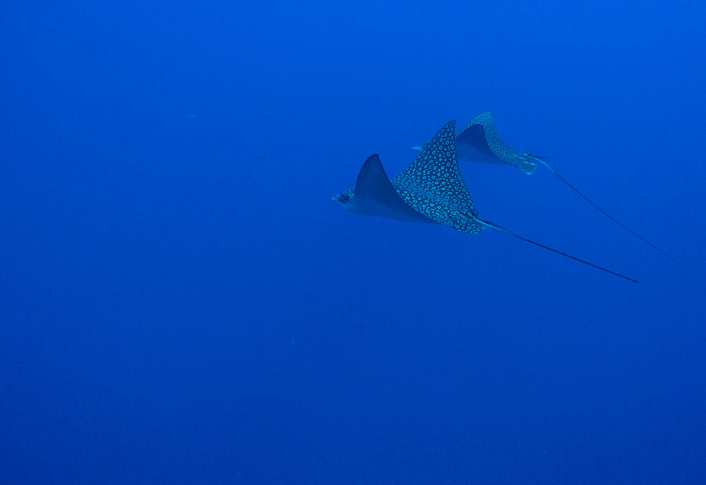 The Best Dive Sites in Grand Cayman • Scuba Diver Life