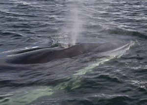 Minke whale pop-up on the ocean surface and produces a fountain