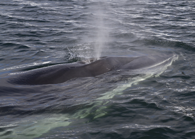Japan Resumes Whaling