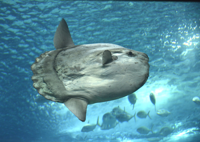 places to dive with mola mola