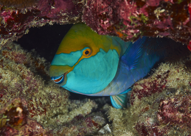 Limiting Parrotfish Catch