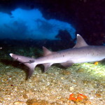 Shark in a cave