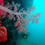 Soft Coral at Gato