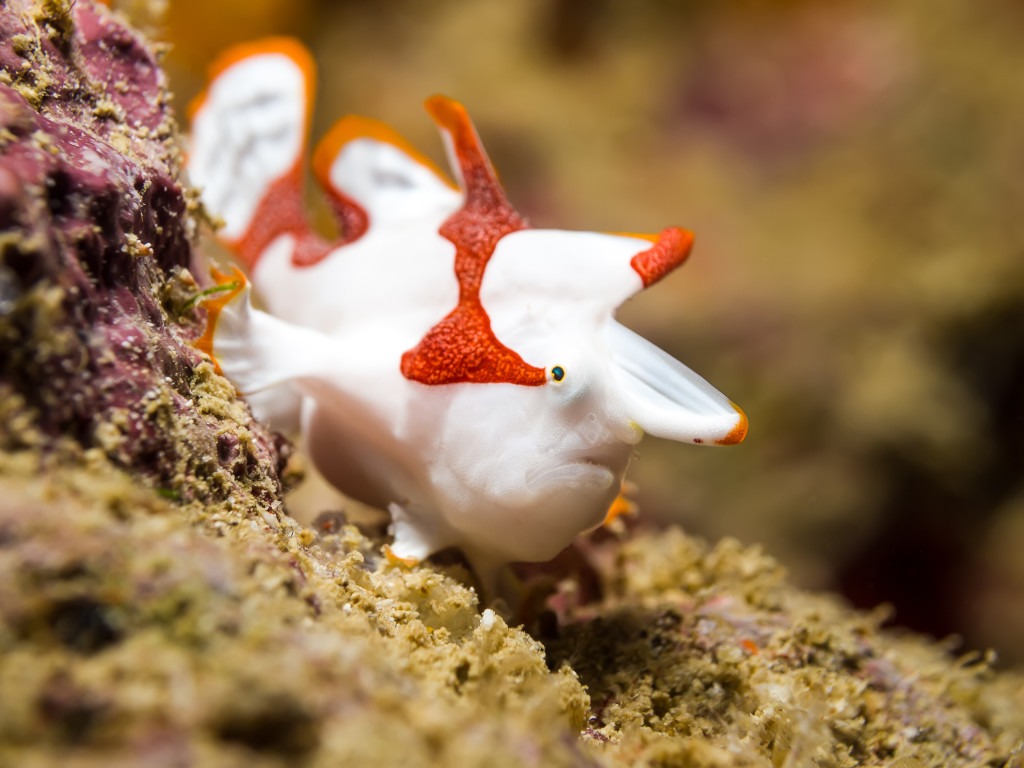 White Clown Frogfish