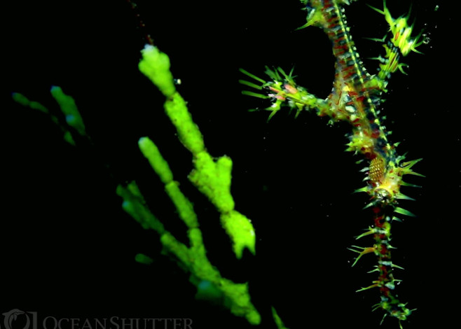 ghost pipefish featured