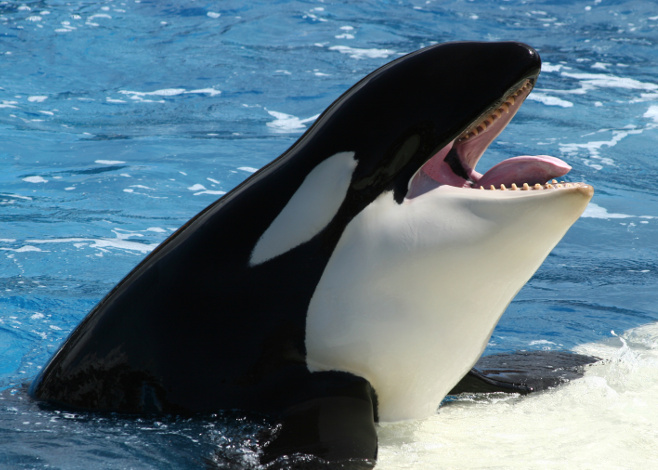 Sea Sanctuaries for Captive Orcas
