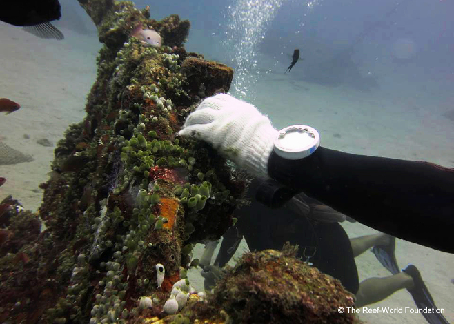 Reef Resilience