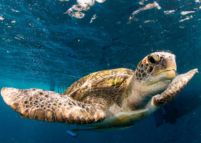 Similan Islands National Park