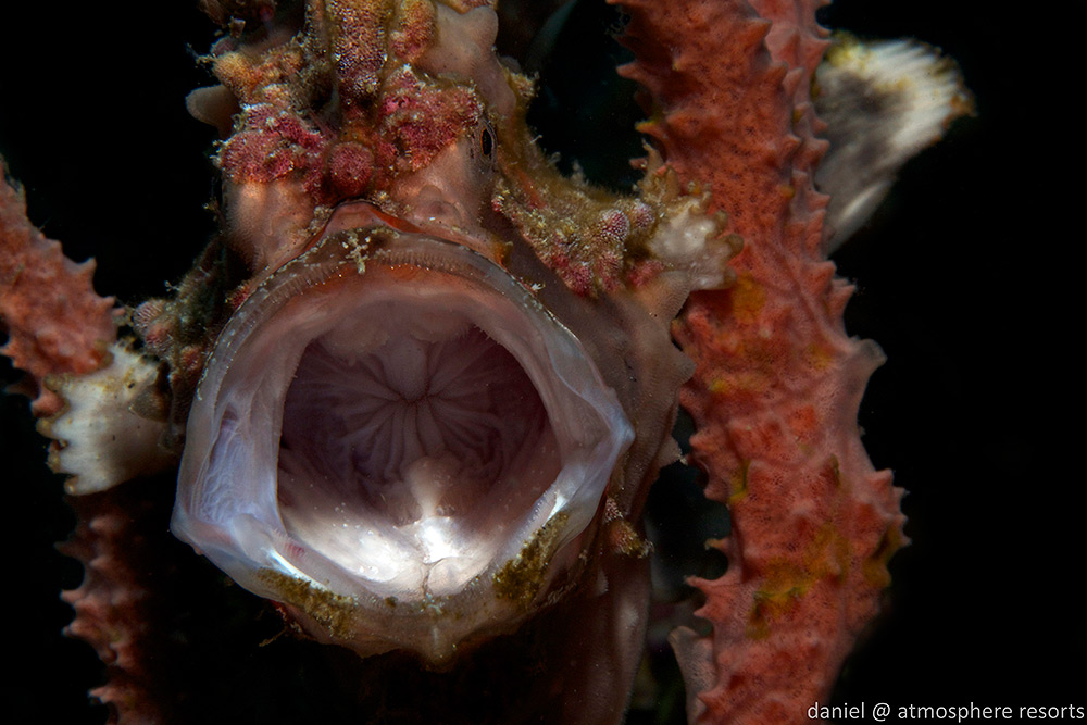 Clown-Frogfish-by-Daniel-Geary • Scuba Diver Life