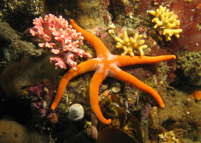 Olympic Coast National Marine Sanctuary