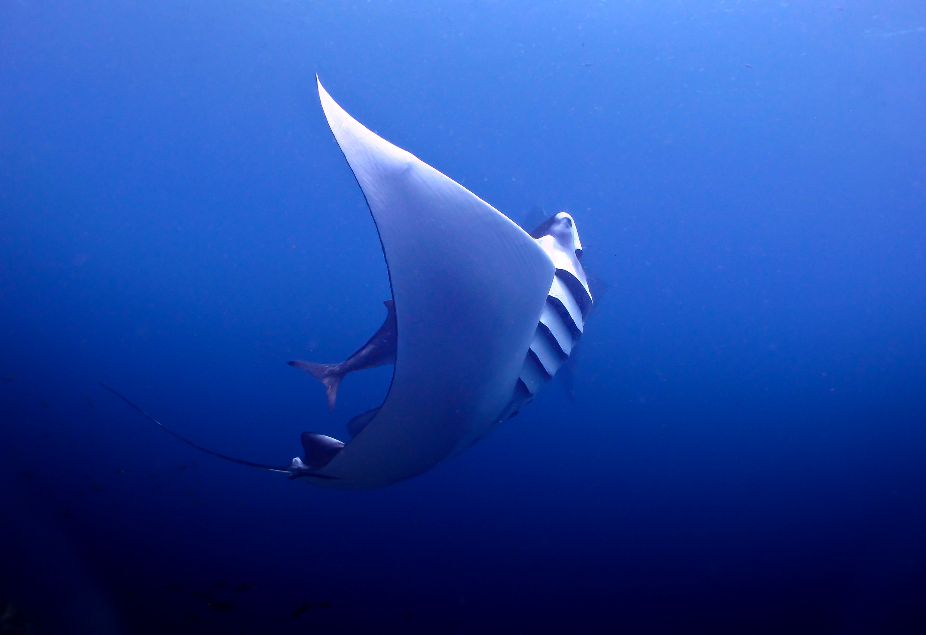 tales by light ocean manta ray