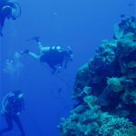 the best dive sites in bonaire