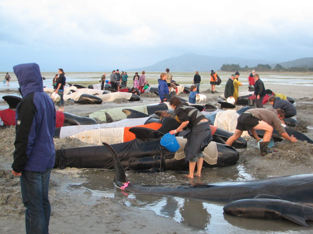 Whales_on_beach,_Farewell_Split,_South_Island,_New_Zealand